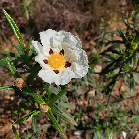 בית נופש House By The - Casa Da Eira *