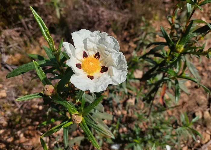 別荘 House By The - Casa Da Eira *